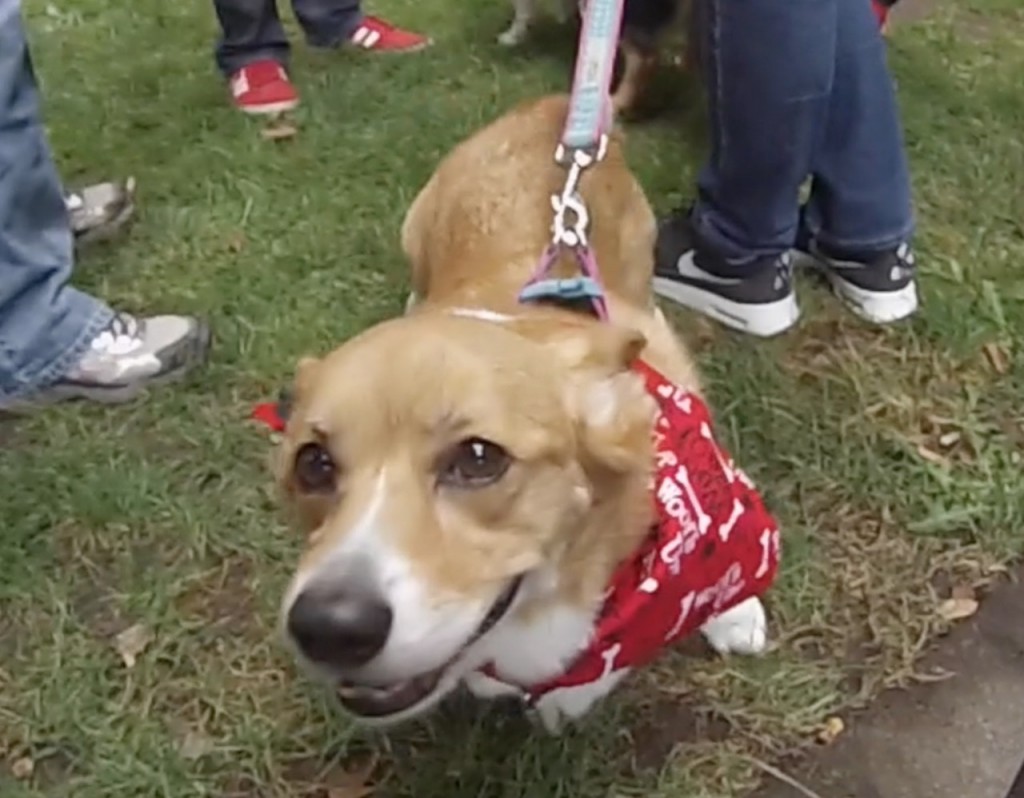 Corgi walk